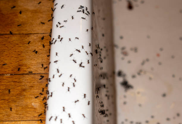 Best Flea Control Services  in Creighton, NE